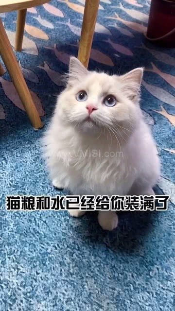 你的猫,写作猫如何助力高效创作与内容管理
