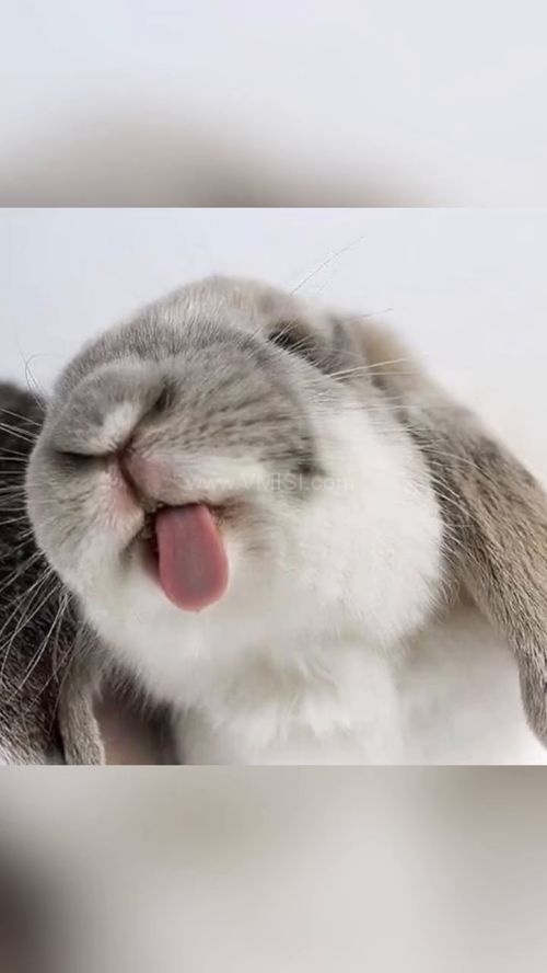 喝多了想兔,一场奇妙的醉酒冒险之旅