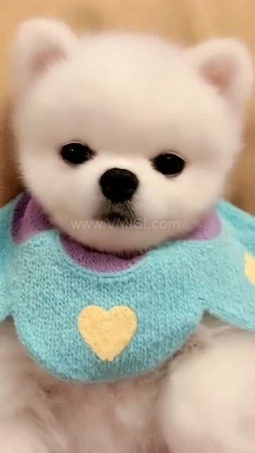 牛奶很乖,揭秘牛奶的温柔魅力与营养奥秘