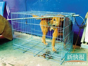 学中医的土狗,中医传承中的神奇动物与药用价值