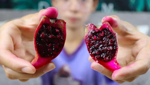 火龙果羊,探寻神秘生物的奇幻之旅