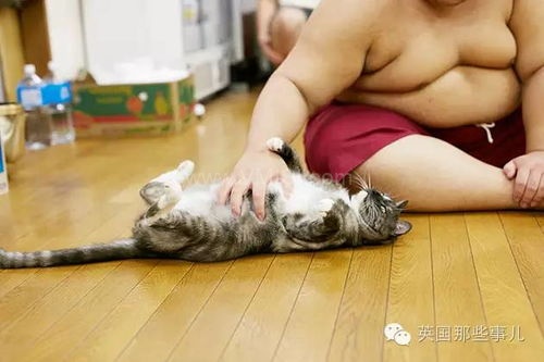 相扑猫踢上腿怎么办图片,萌态百出,趣味横生