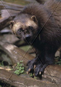 野生小羊,草原上的灵动精灵