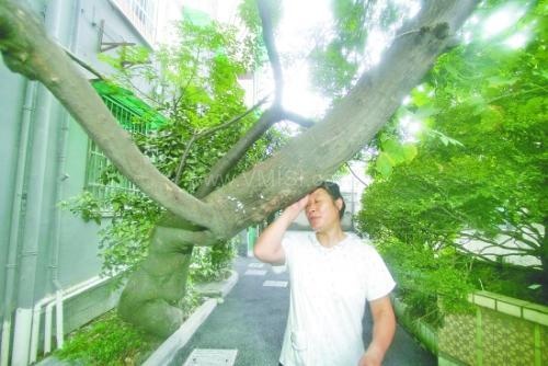 五口之家外种一树打一字,破解汉字谜题的智慧之旅”