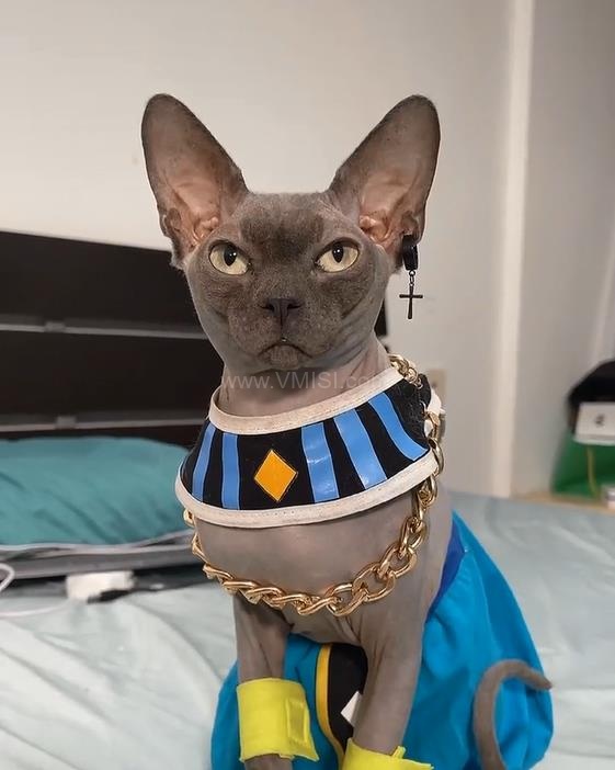 微密圈颉颉与猫,微密圈中的时尚女神,身材与颜值的完美融合”