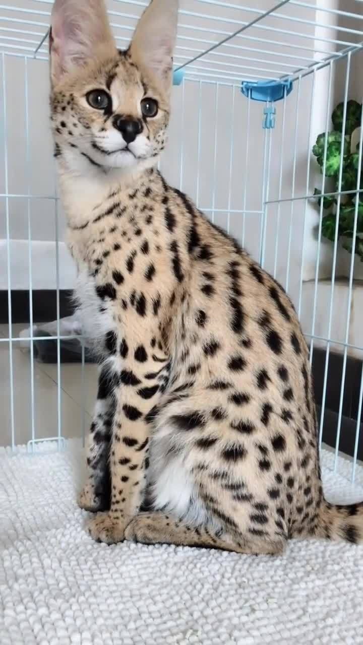 维密猫微密圈,揭秘时尚界的神秘魅力