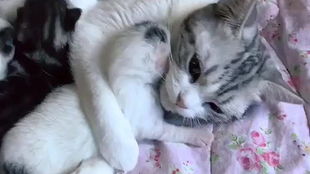 全季相扑猫视频,萌态百出,趣味横生的相扑对决