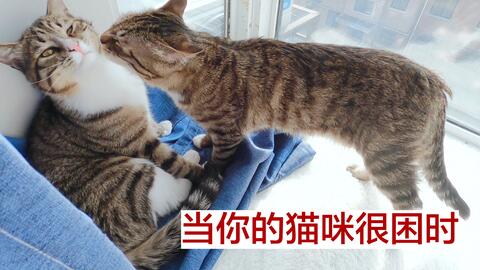 猫猫好困,揭秘猫咪嗜睡背后的秘密