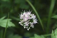 野结白,探索自然与科技融合的生态美学